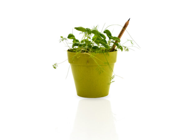 Crayon à Semer en Bois de Tilleul - Écologique et Innovant – Image 5